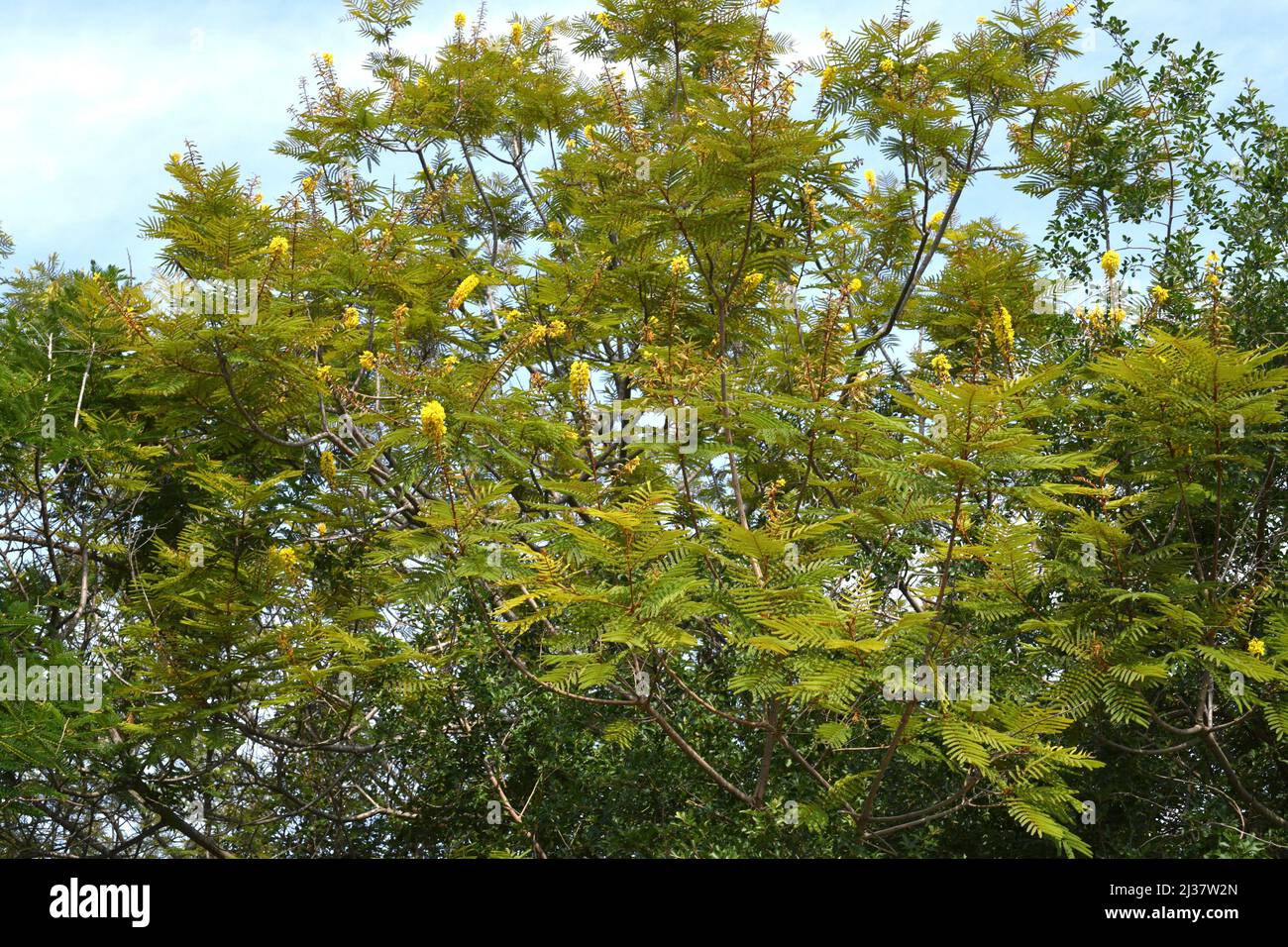 Weeping wattle or african blackwood (Peltophorum africanum) is a deciduous or semi-deciduous tree native to southern Africa. Stock Photo