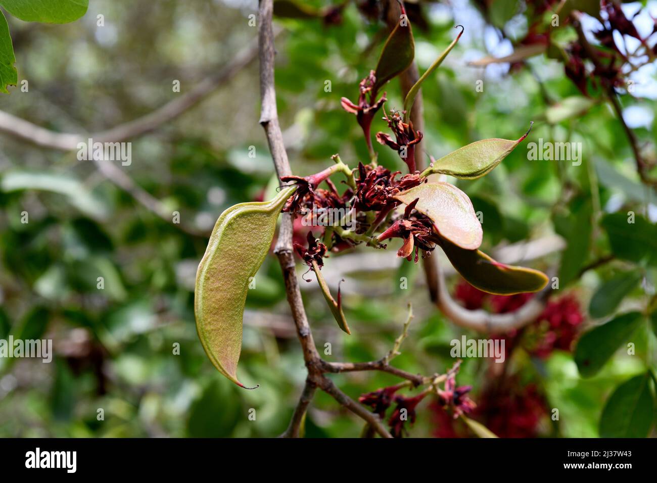 Weeping boer-bean (Schotia brachypetala or Schotia latifolia) is a deciduous tree native to southern Africa. Young fruits detail. Stock Photo