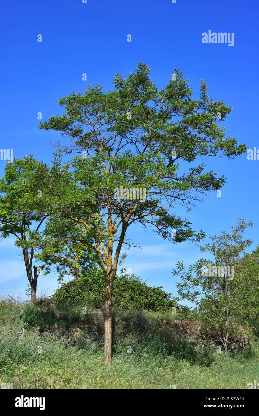 Black locust or false acacia (Robinia pseudoacacia) is a deciduous tree native to eastern United States and introduced and naturalized in many others Stock Photo