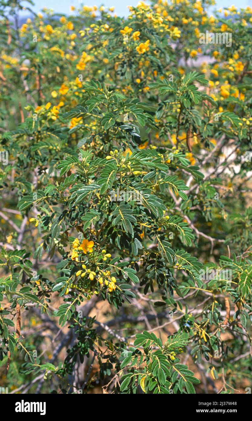 Alcaparra de Chile (Senna cumingii coquimbensis) is a evergreen shrub endemic to Chile (Coquimbo Region). Stock Photo