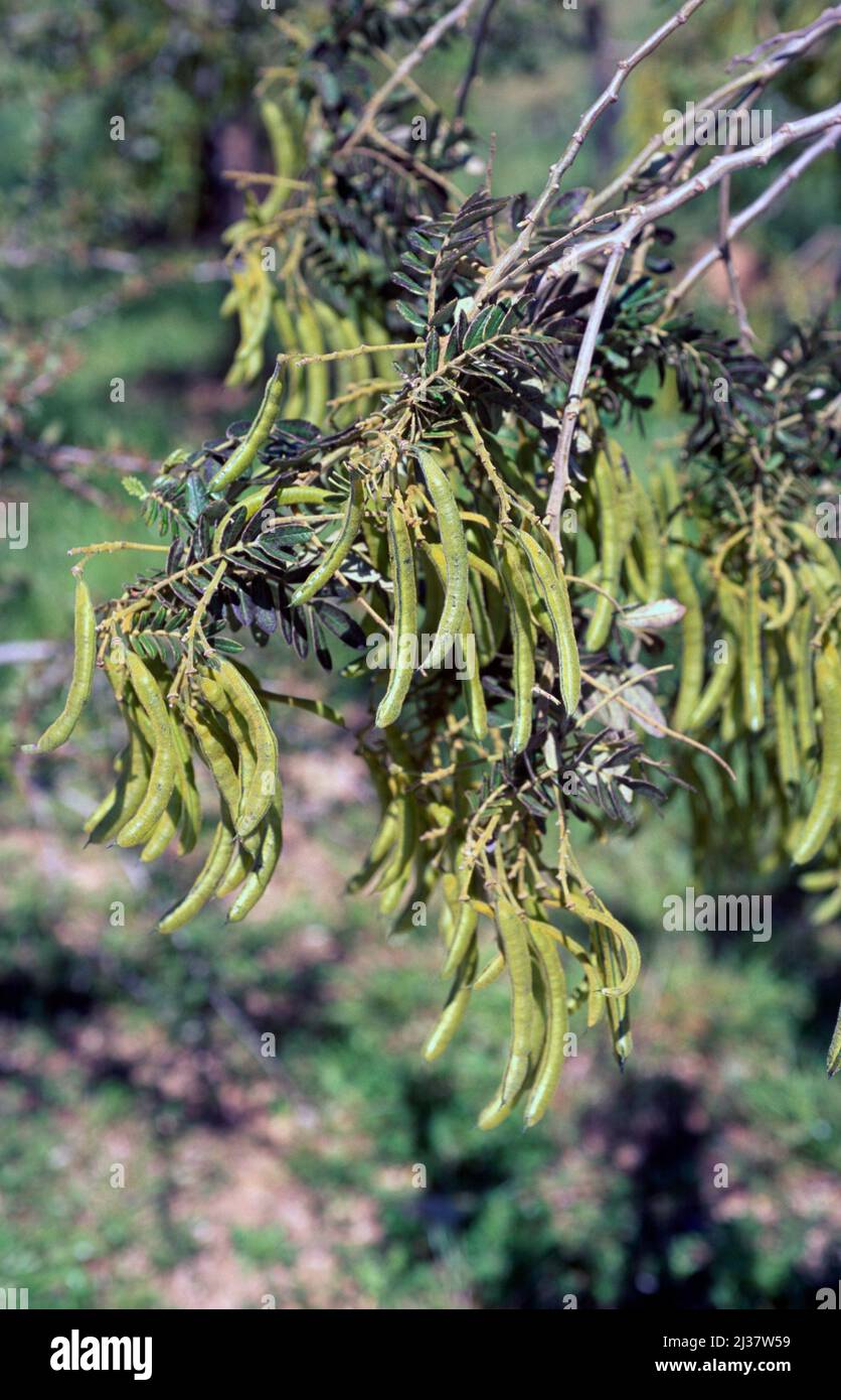 Buttercup bush or glandular senna (Senna multiglandulosa) is a shrub