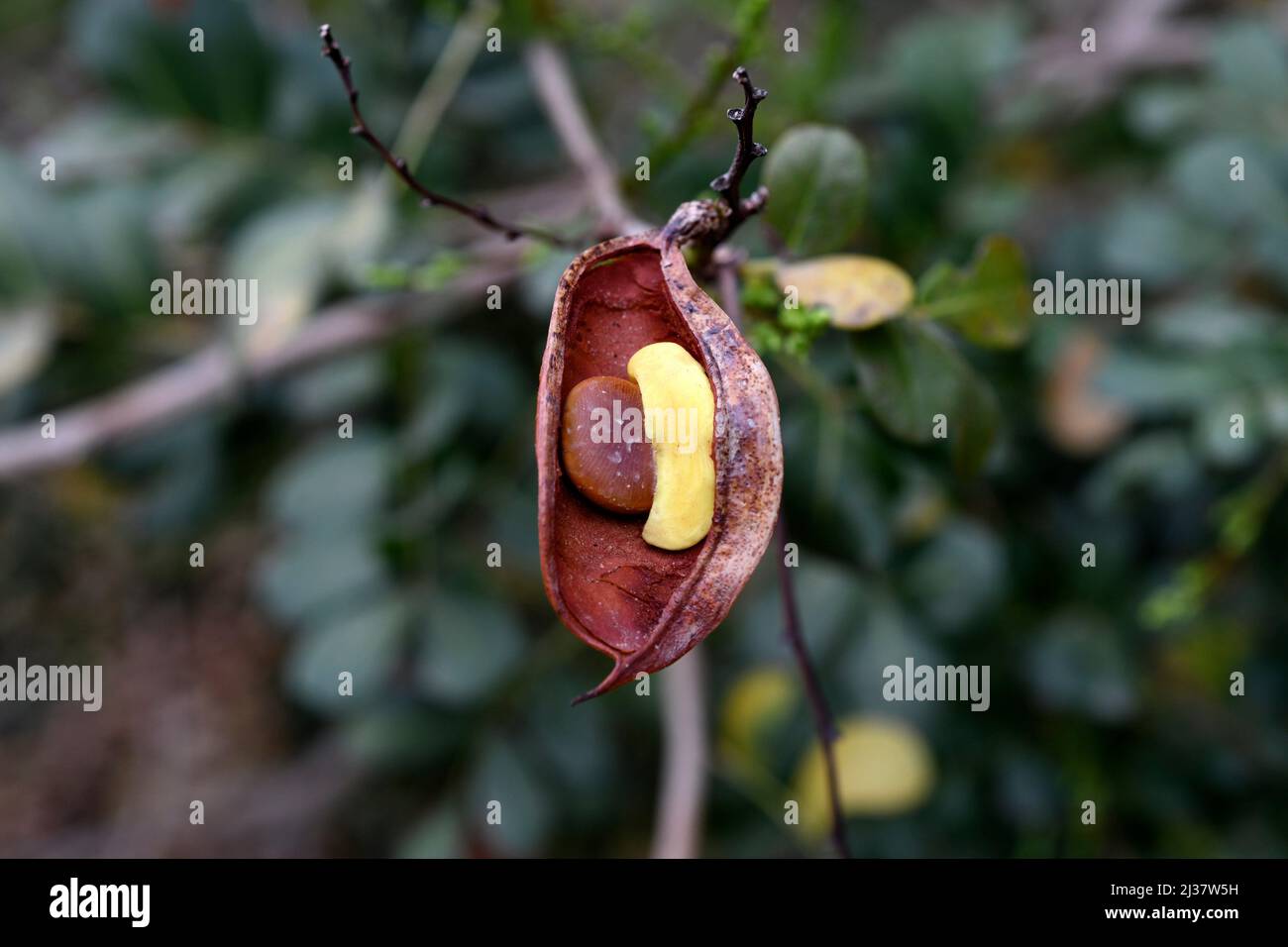 Weeping boerbean (Schotia brachypetala or Schotia latifolia) is a