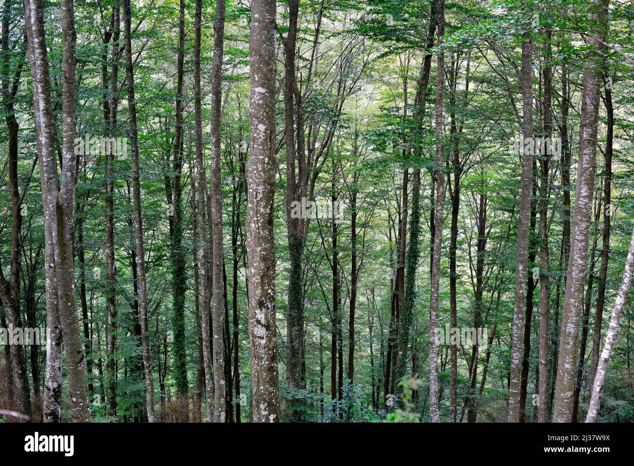 European beech (Fagus sylvatica) is a deciduous tree native to central Europe and southern Europe mountains. This photo was taken in La Fageda de la Stock Photo