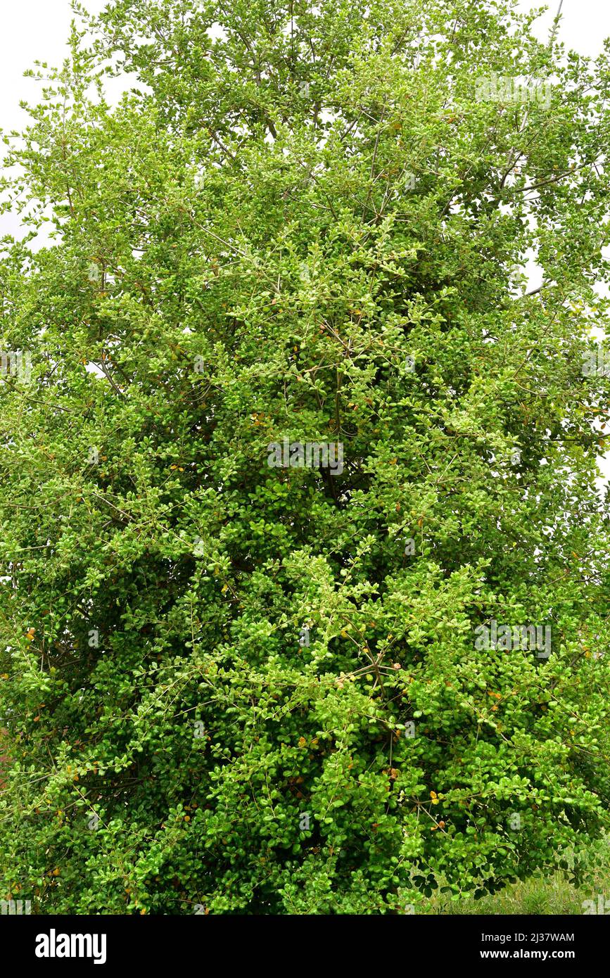 California live oak (Quercus agrifolia) is an evergreen tree native to