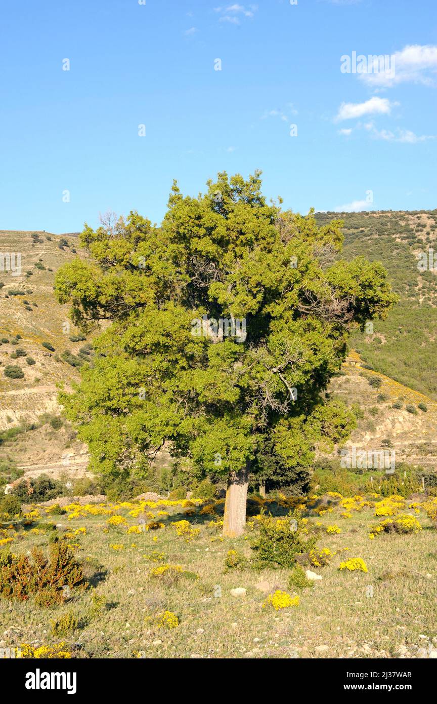 Portuguese oak (Quercus faginea) is a marcescent tree native to Iberian Peninsula and northwestern Africa. This photo was taken in Teruel province, Stock Photo