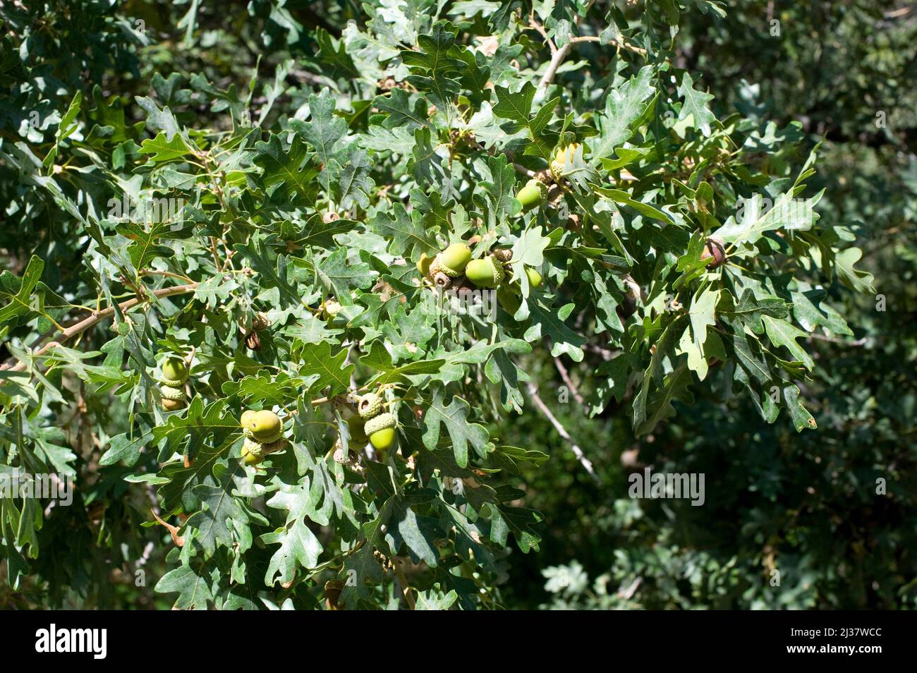 Gambel oak (Quercus gambelii) is a deciduous small tree native to central western USA. Fruits (acorns) and leaves detail. This photo was taken in Stock Photo