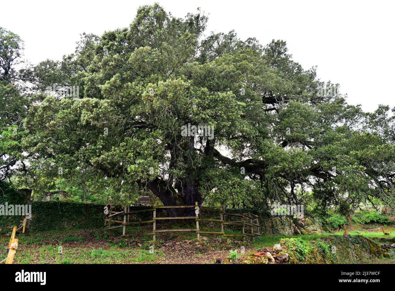 Evergreen oak (Quercus ilex ballota or Quercus ilex rotundifolia) is an evergreen tree native to Mediterranean basin (Iberian Peninsula and Stock Photo