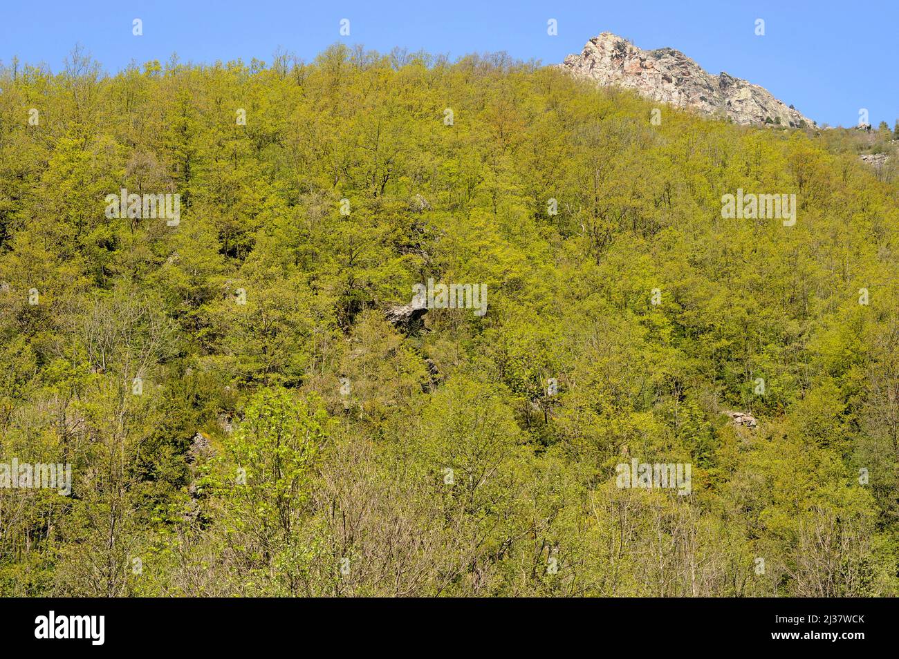Pubescent oak or downy oak (Quercus humilis or Quercus pubescens) is a deciduous tree native to central and southern Europe and Asia Minor. This Stock Photo