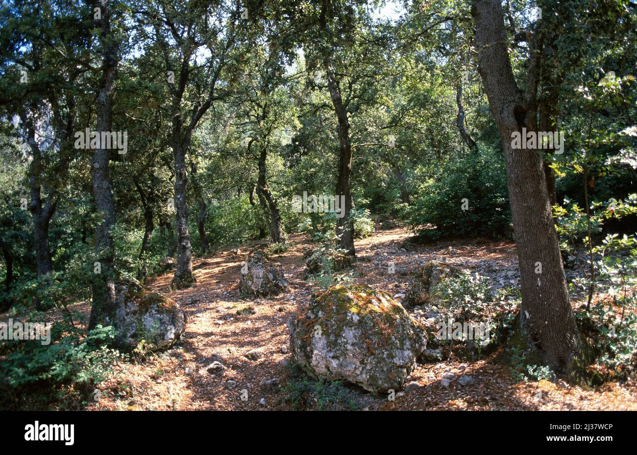Quercus rotundifolia hi-res stock photography and images - Alamy