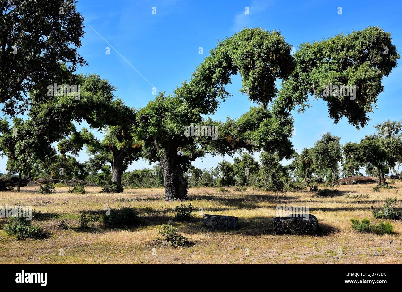 Evergreen oak (Quercus ilex ballota or Quercus ilex rotundifolia) is an evergreen tree native to Mediterranean basin (Iberian Peninsula and Stock Photo