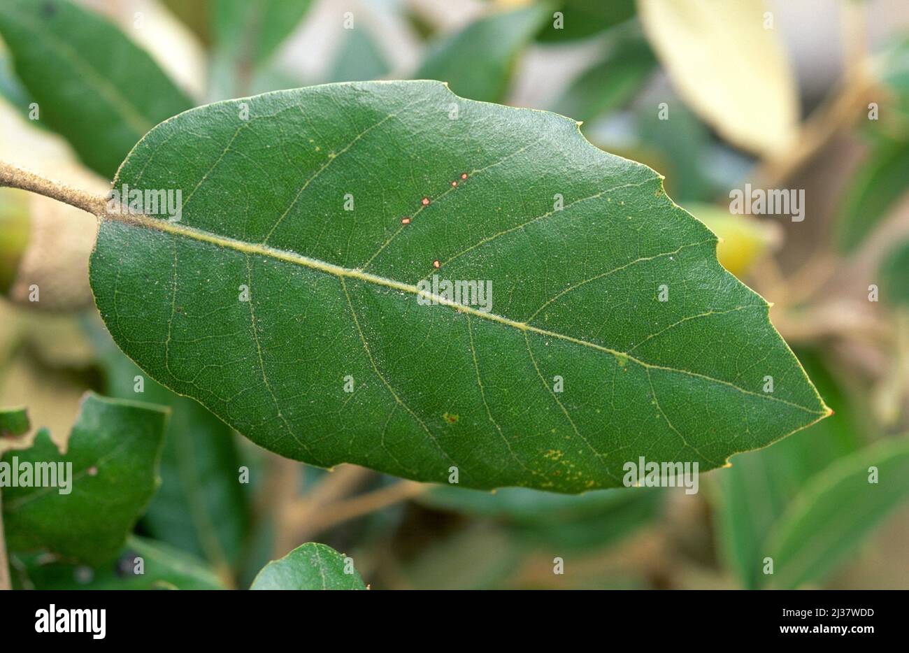 Evergreen oak (Quercus ilex ilex) is an evergreen tree native to southern Europe. Front leave. This photo was taken in Montserrat, Barcelona; Stock Photo