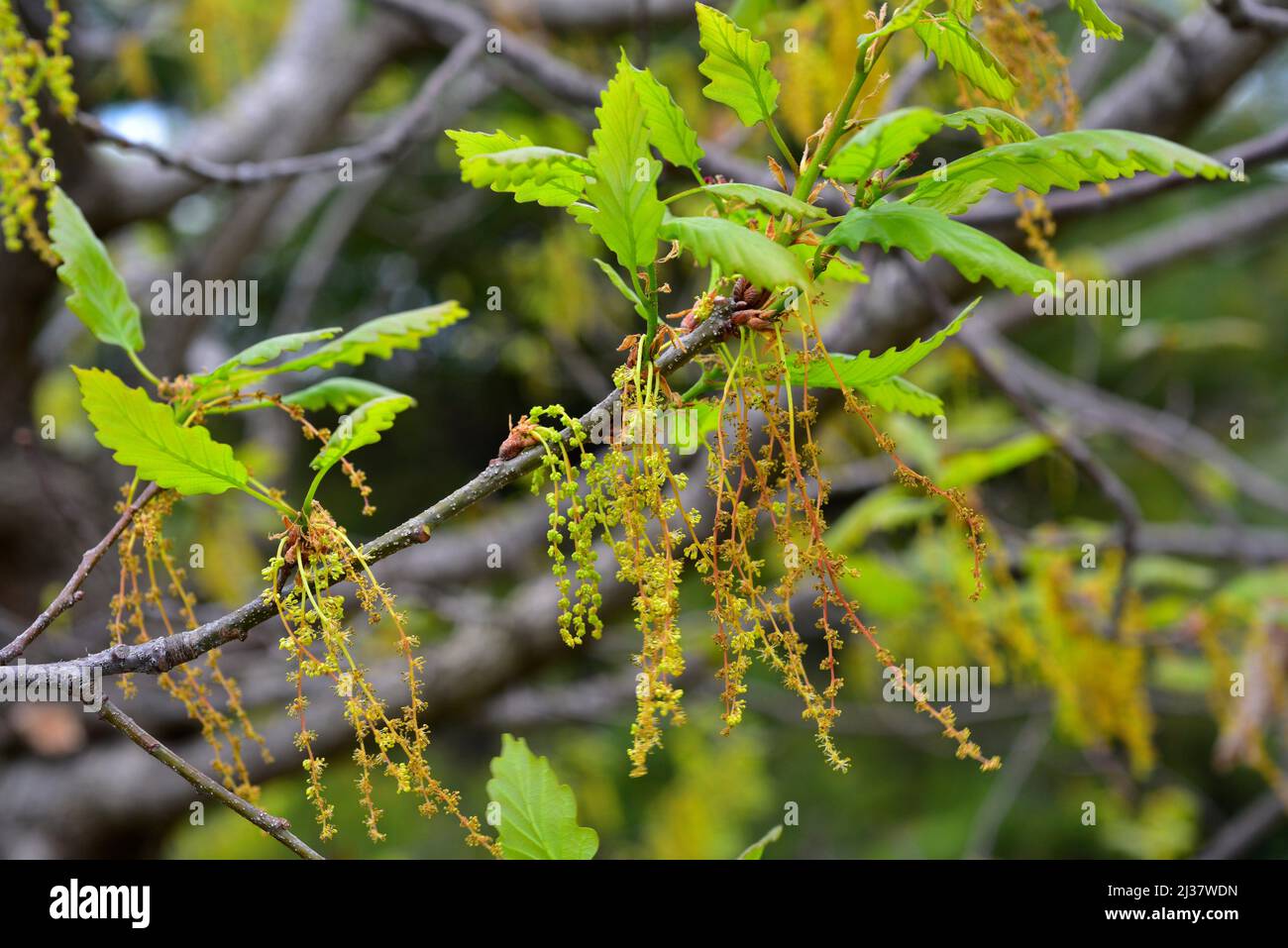 Sessile oak (Quercus petraea) is a deciduous tree native to central Europe, mountains of southern Europe and Asia Minor. This photo was taken in Stock Photo