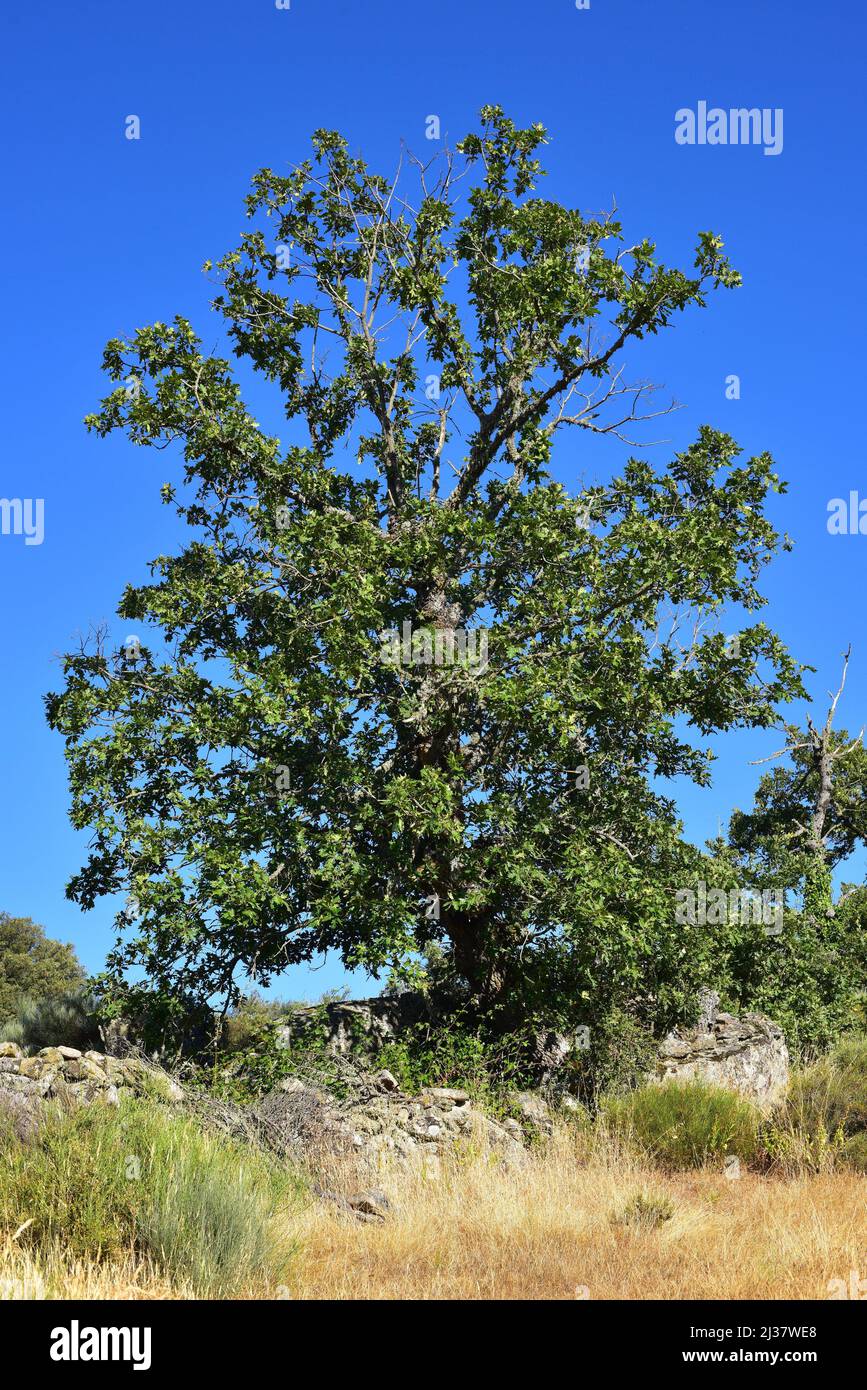 Pyrenean oak (Quercus pyrenaica) is a deciduous tree native to western Mediterranean basin (Iberian Peninsula, Western France and Morocco mountains). Stock Photo