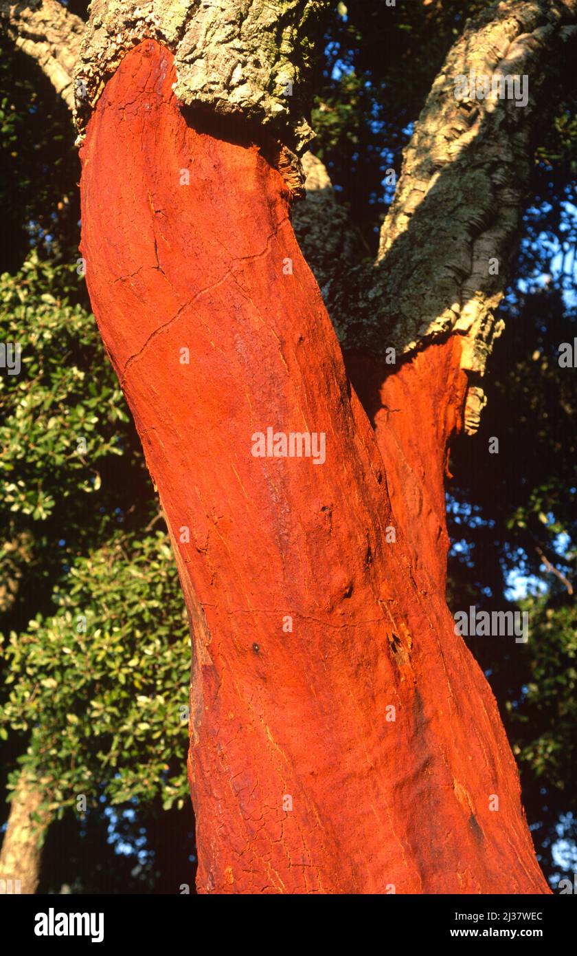 Cork oak (Quercus suber) is a evergreen tree native to western Mediterranean basin. Its bark is used to make stoppers, in decoration and as Stock Photo