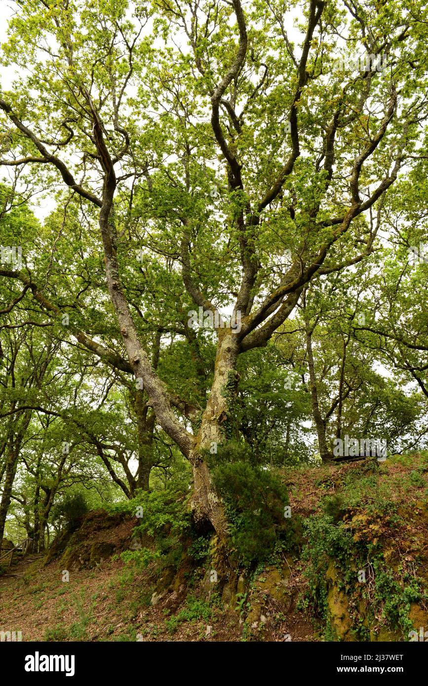 Common oak or European oak (Quercus robur) is a deciduous tree native to central Europe and southern Europe mountains, Caucasus and Turkey. This Stock Photo