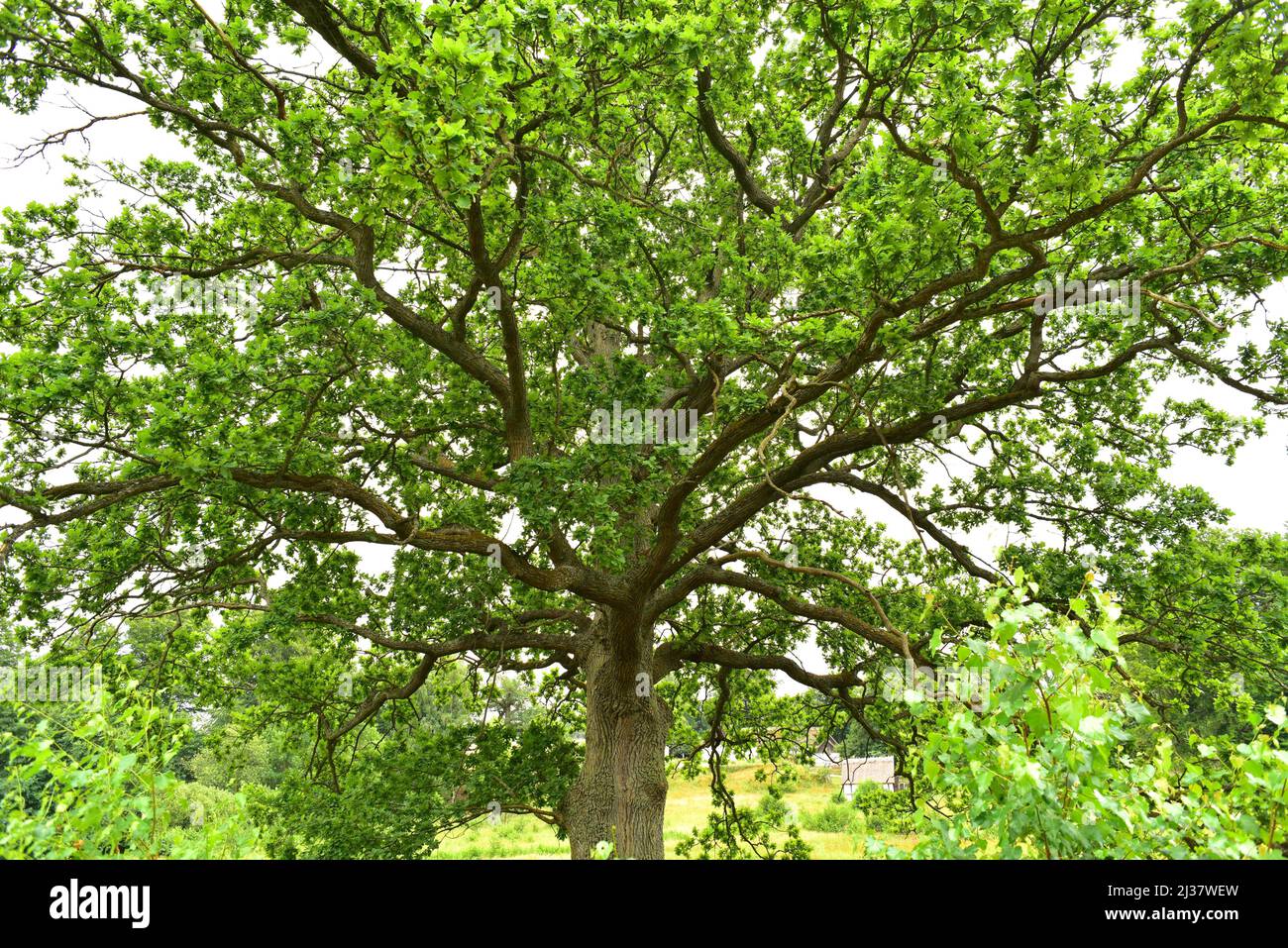 Common oak or European oak (Quercus robur) is a deciduous tree native to central Europe and southern Europe mountains, Caucasus and Turkey. This Stock Photo