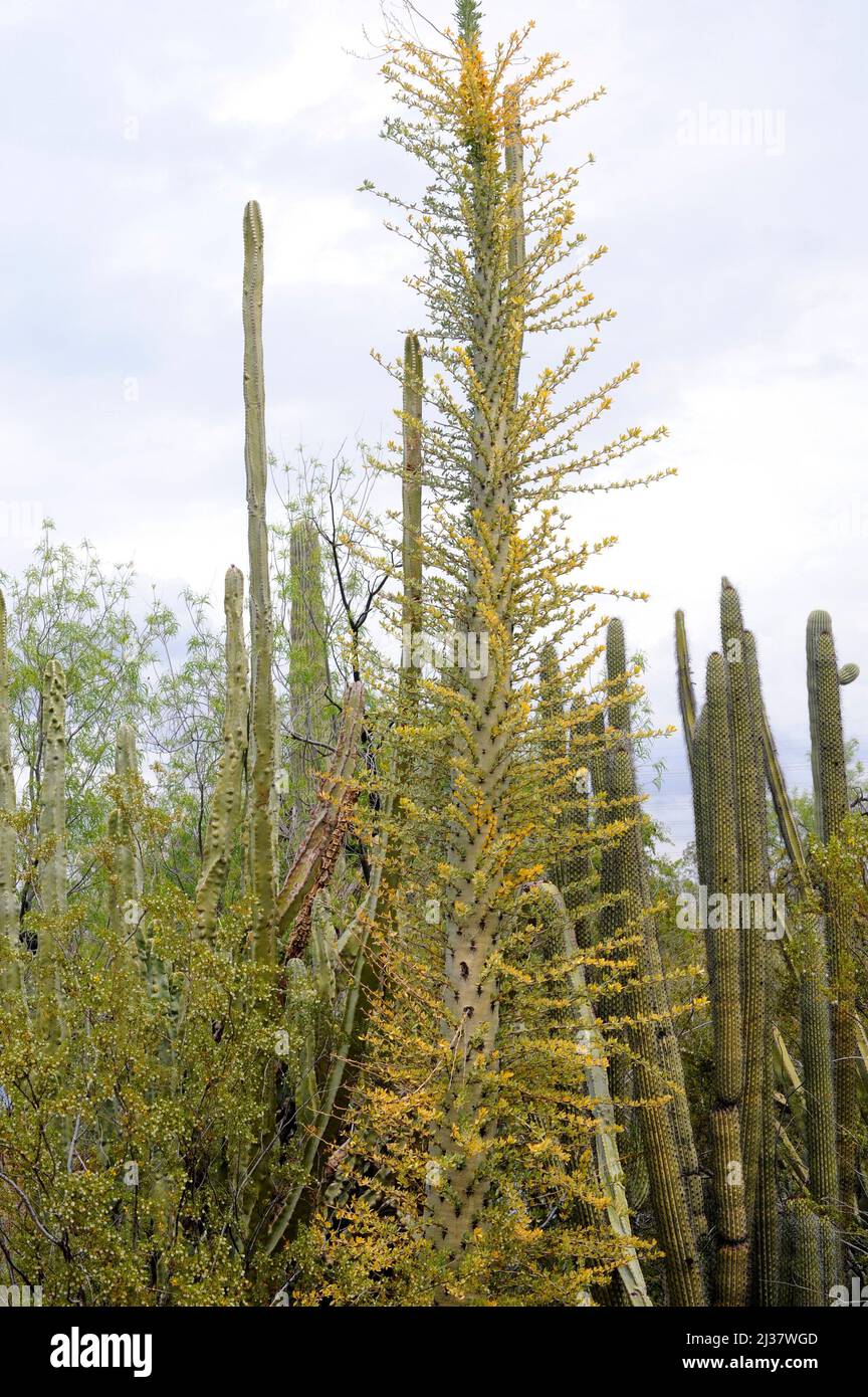 Boojum tree or cirio (Fouquieria columnaris) is a columniform plant endemic to Baja California, Mexico. Stock Photo