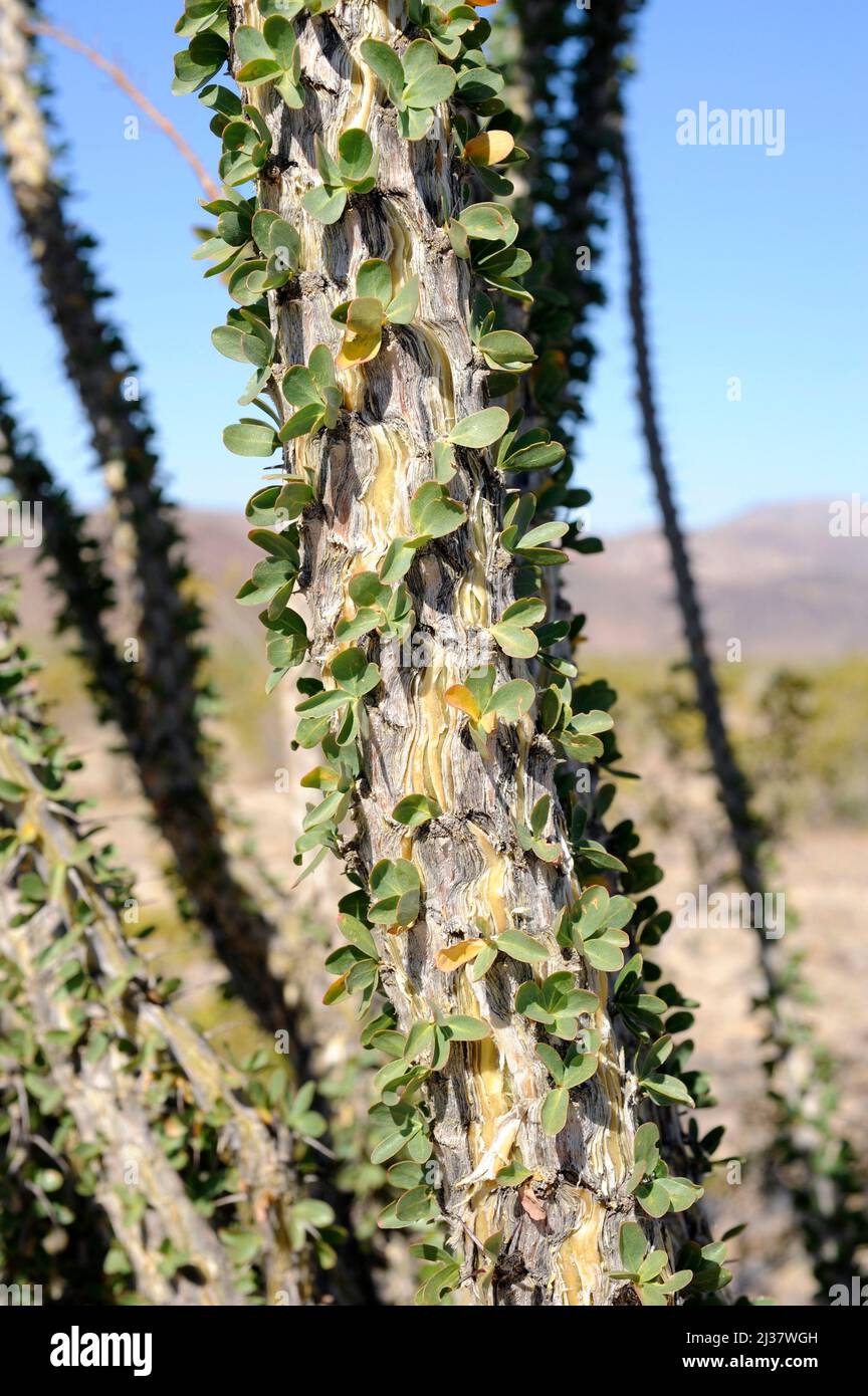 Ocotillo or coachwhip (Fouquieria splendens) is a spiny shrub native to deserts of southwestern USA and northern Mexico. Trunks detail. This photo Stock Photo