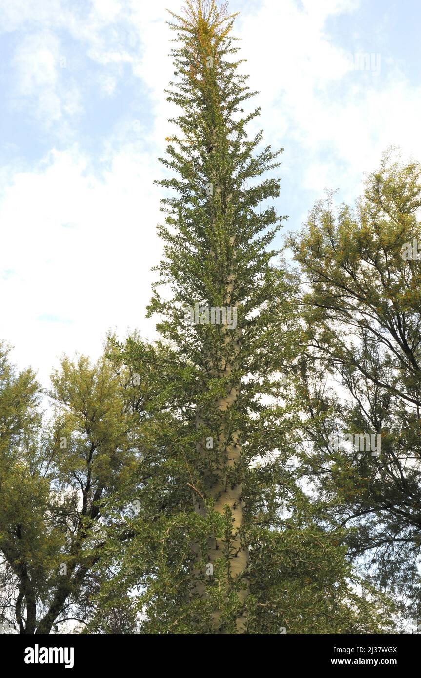Mexico desert plant hi-res stock photography and images - Alamy