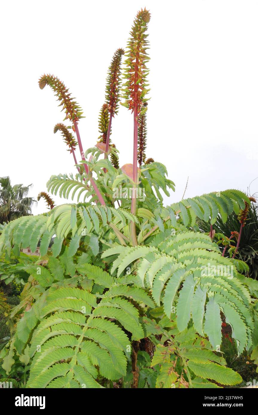 Giant honey flower (Melianthus major) is a poisonous evergreen shrub native to South Africa. Stock Photo