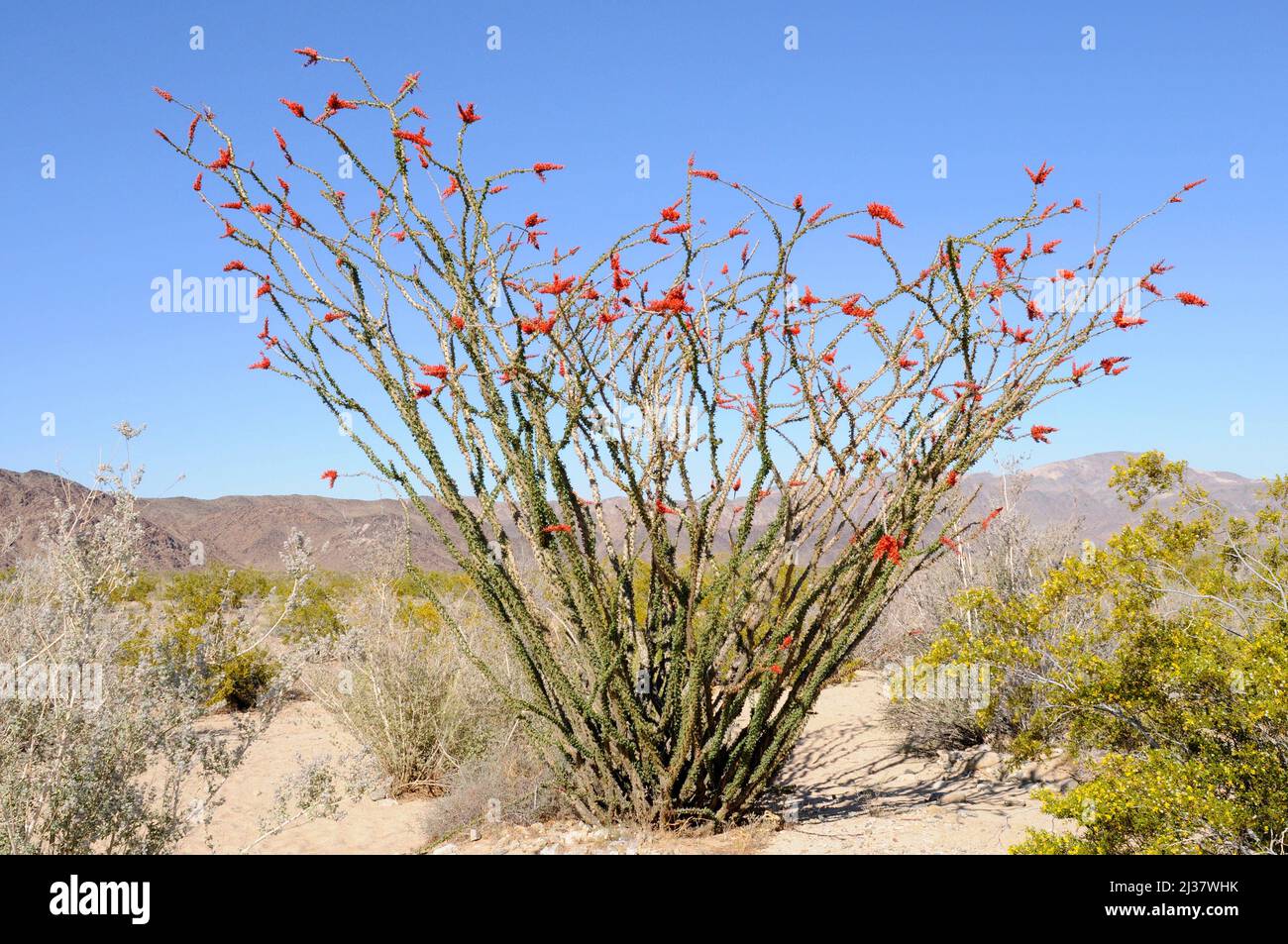Ocotillo or coachwhip (Fouquieria splendens) is a spiny shrub native to deserts of southwestern USA and northern Mexico. This photo was taken in Stock Photo