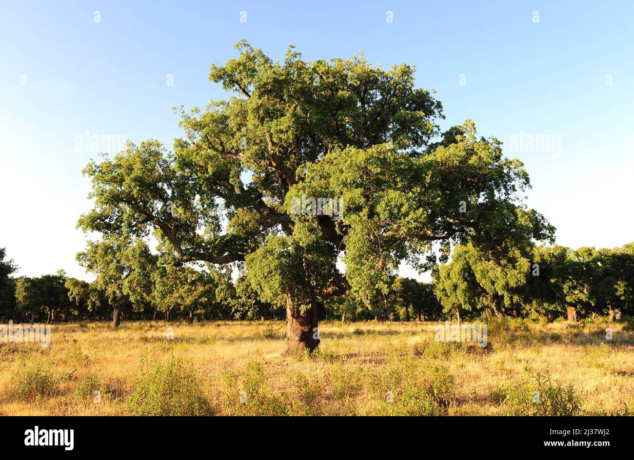 Cork oak (Quercus suber) is a evergreen tree native to western Mediterranean basin. Its bark is used to make stoppers, in decoration and as Stock Photo