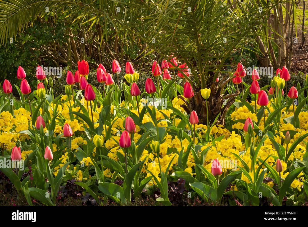 Red tulips underplanted with yellow Primula in Regents Park, London Stock Photo