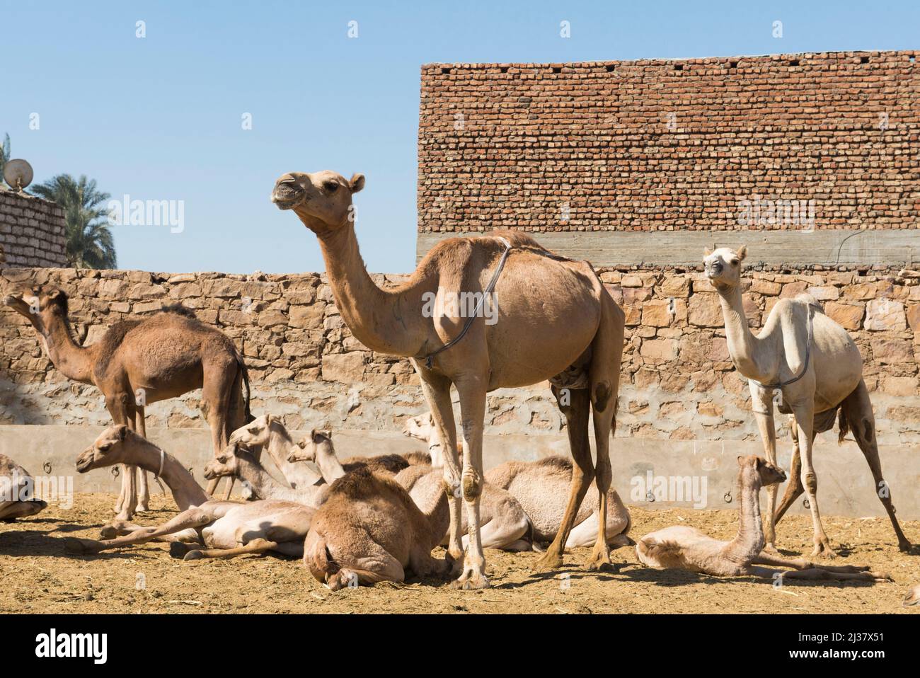Courtyard of the house of a camel dealer in Daraw, Egypt, Northeastern