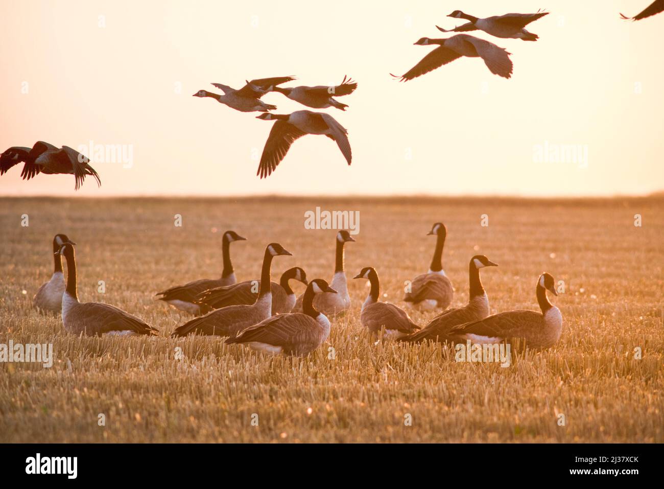 Canada goose (Branta canadensis) in an harvested cereal field, Eure-et-Loir  department, Centre-Val-de-Loire region, France, Europe Stock Photo - Alamy