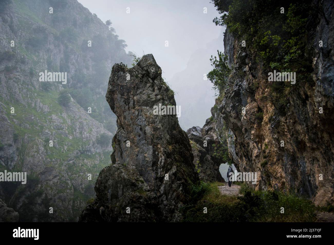 Hiker walks along the trail in the cliffs near the edge in a foggy rainy day Stock Photo