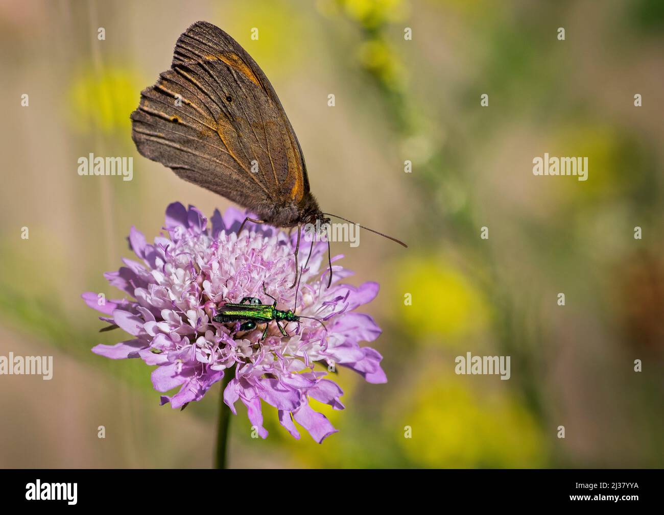 Maniola jurtina, Nymphalidae, Satyrinae, bruna de Prat, loba, meadow Brown Stock Photo