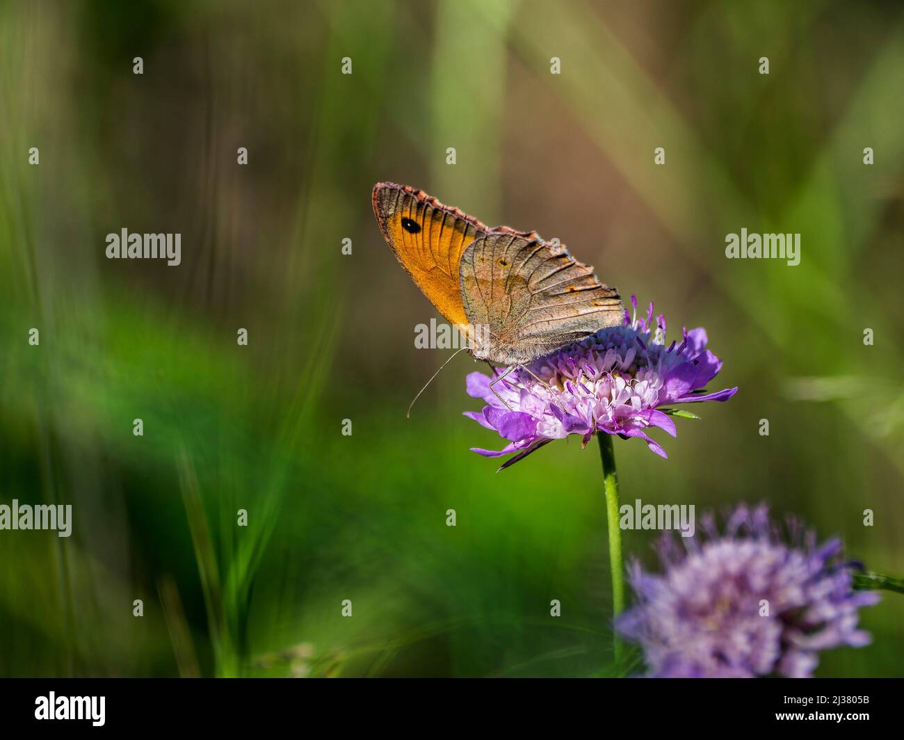Maniola jurtina, Nymphalidae, Satyrinae, bruna de Prat, loba, meadow Brown Stock Photo
