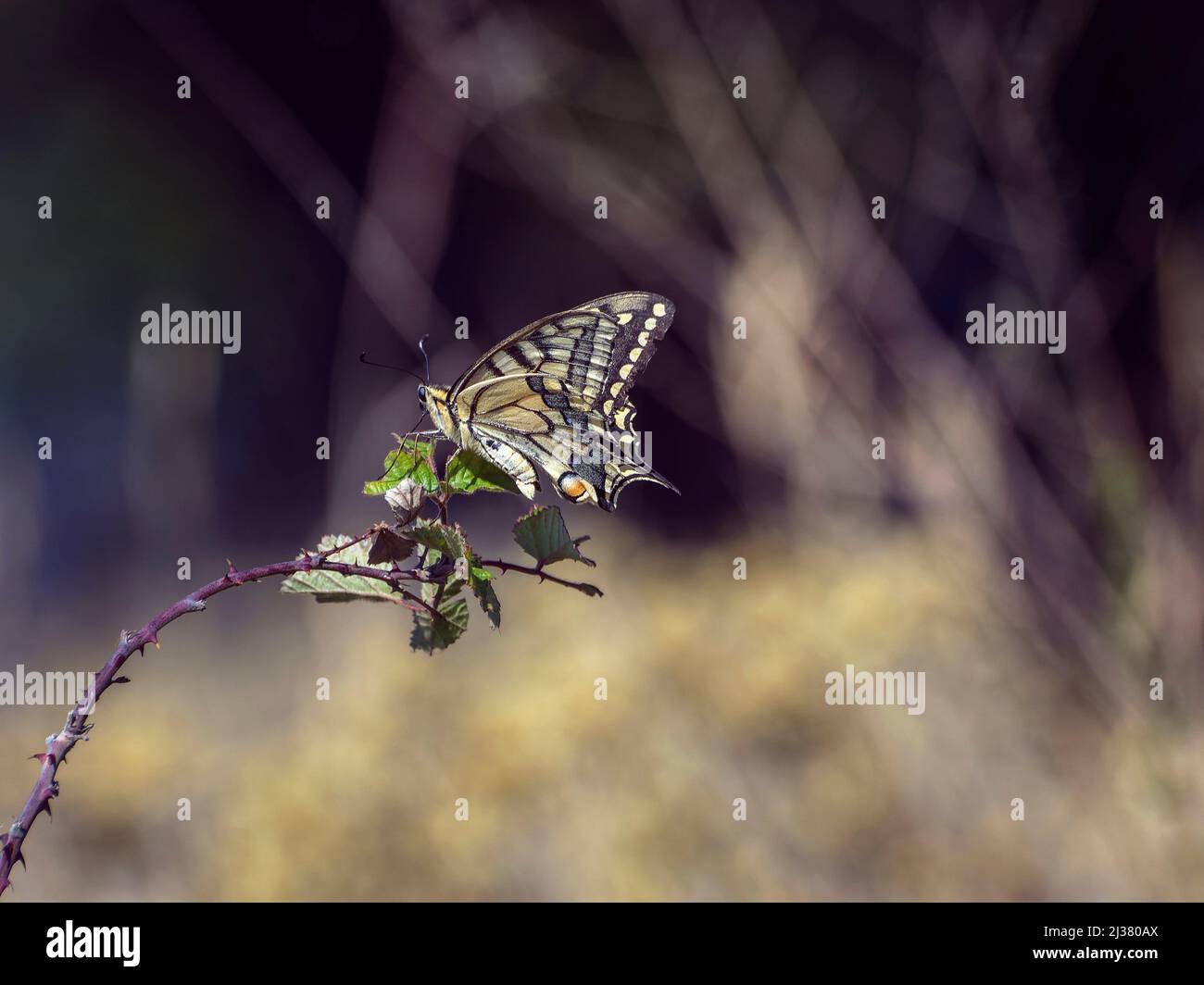 Papilio machaon, Papilionidae, Papilioninae, papallona reina, macaón, swallowtail, Stock Photo