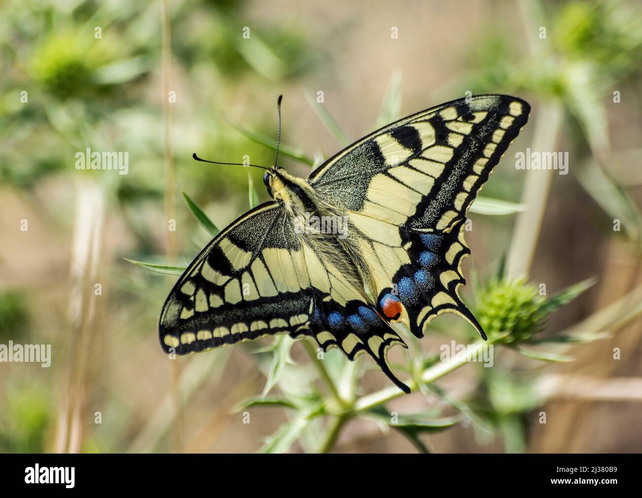 Papilio machaon, Papilionidae, Papilioninae, papallona reina, macaón, swallowtail, Stock Photo