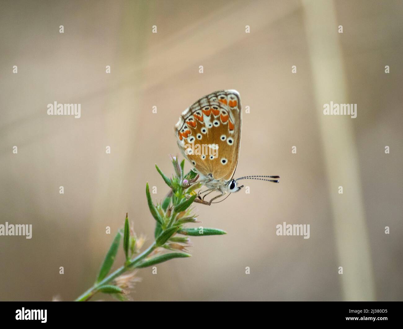 Aricia cramera, Lycaenidae, Polyommatinae, moreneta meridional, morena ...