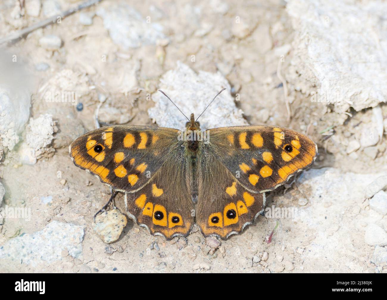 Pararge aegeria butterfly hi-res stock photography and images - Page 5 -  Alamy