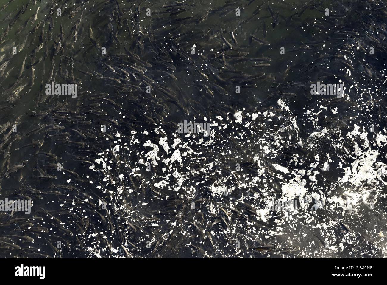 European bass (Dicentrarchus labrax) fish schooling in oxygenated water of river Douro in Porto