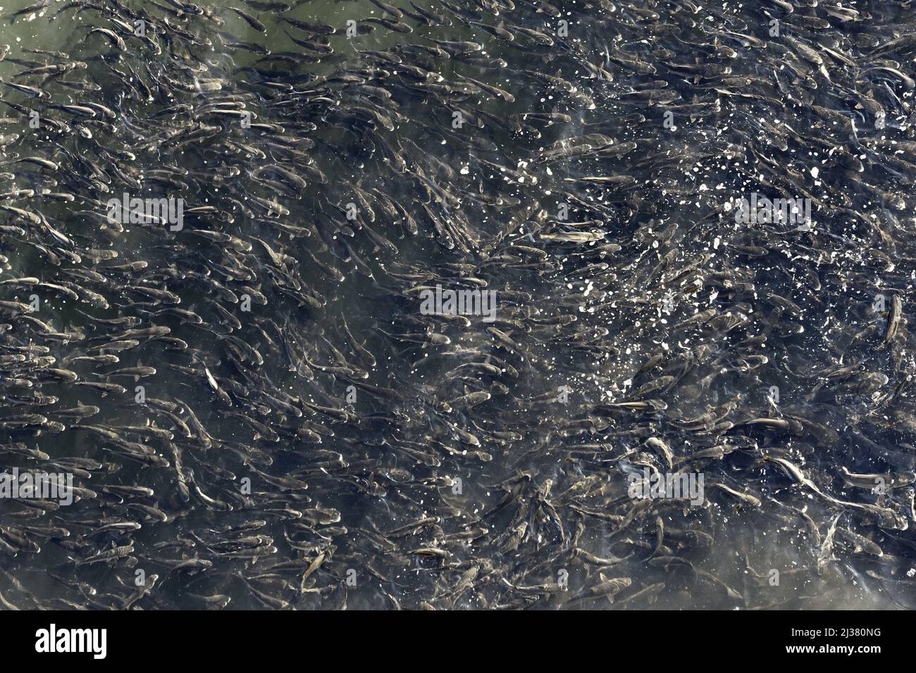 European bass (Dicentrarchus labrax) fish schooling in oxygenated water of river Douro in Porto