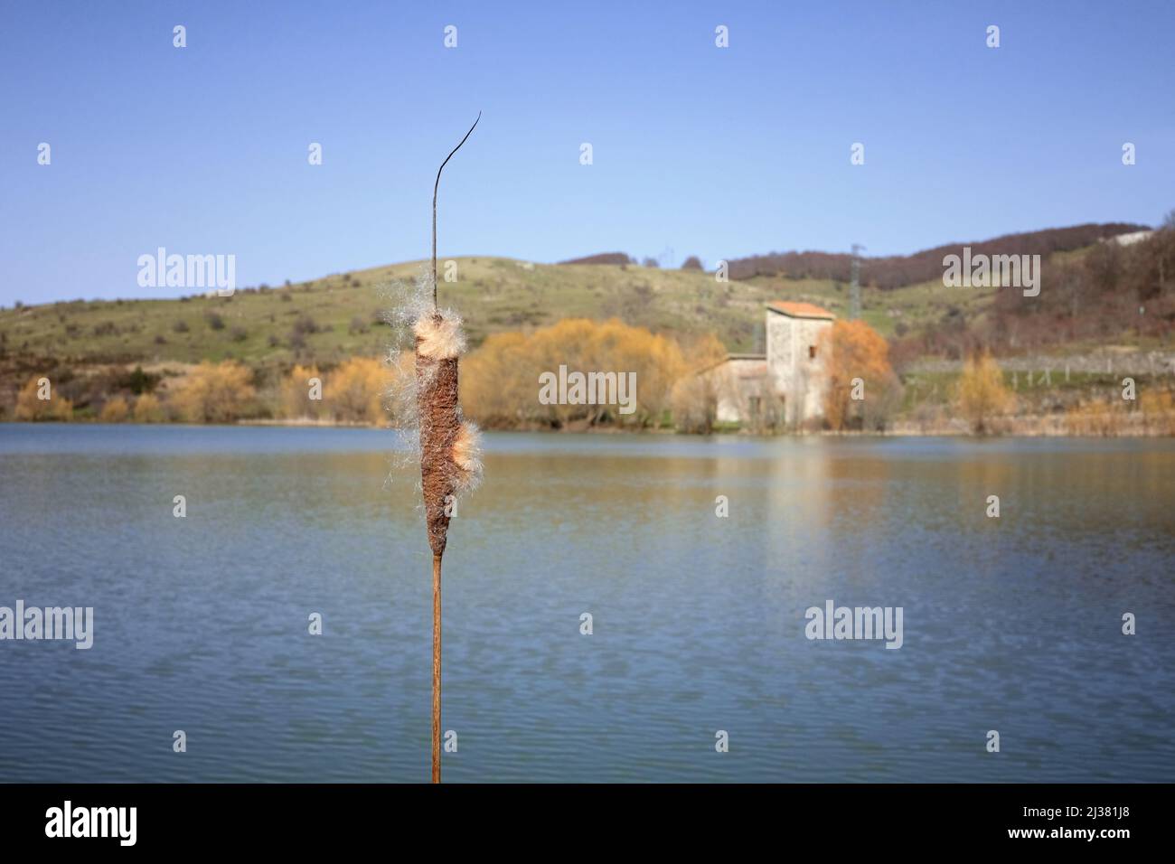 mature spike of Typha Latifolia on Cartolari Lake in Nebrodi Park, Sicily Stock Photo