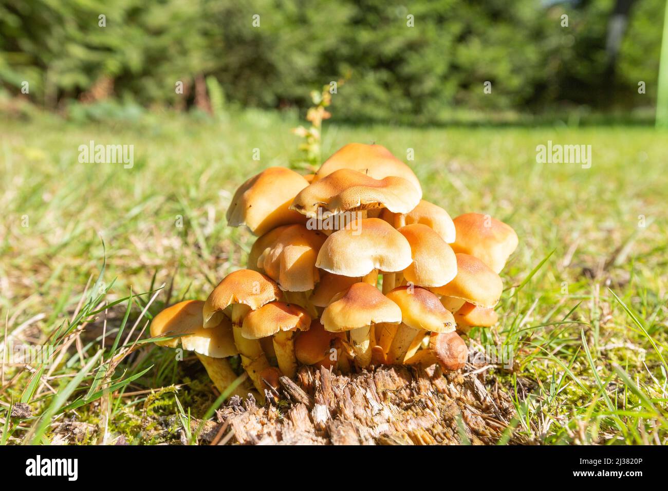 Close up of young Common rustgill Fungi, Gymnopilus penetrans, synonym Gymnopilus sapineus golden-yellow or orange-yellow to brown-yellow, smooth, dom Stock Photo