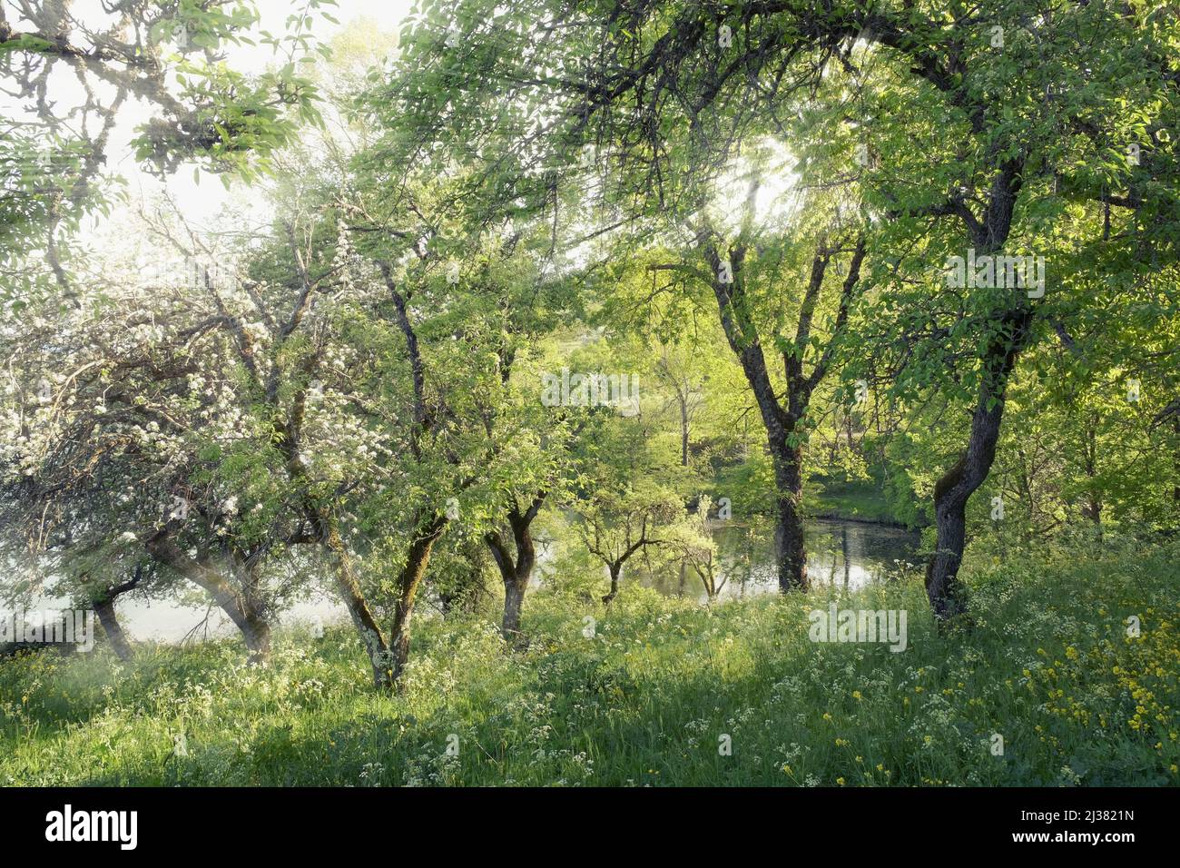 spring nature with ray of light in Nebrodi Park, Sicily Stock Photo