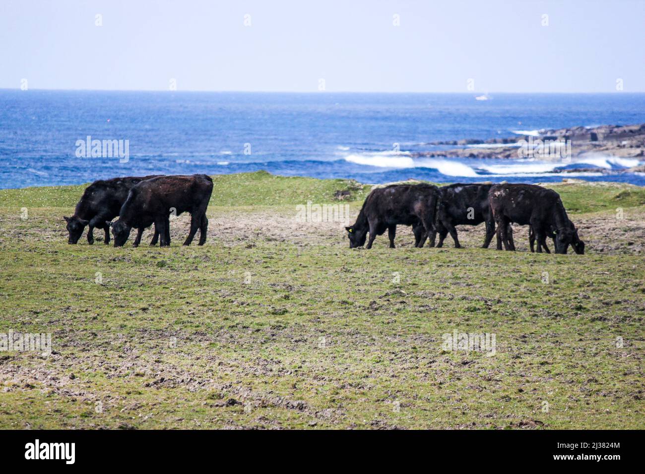 Cattle grazing. Orkney Islands, mainland. Scotland, United Kingdom. Stock Photo