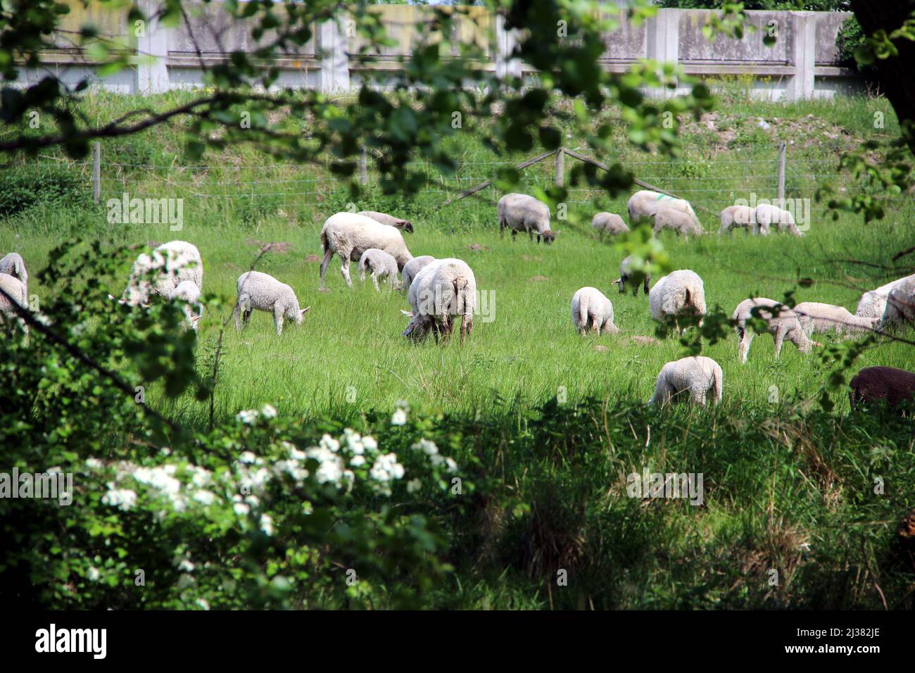A flock of white sheep grazing on green grass with an oak tree and ...