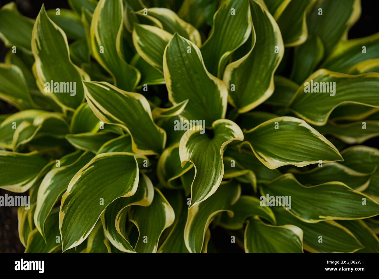 Hosta plantaginea in the garden. The natural background.Green leaves of ornamental plants.. High quality photo Stock Photo