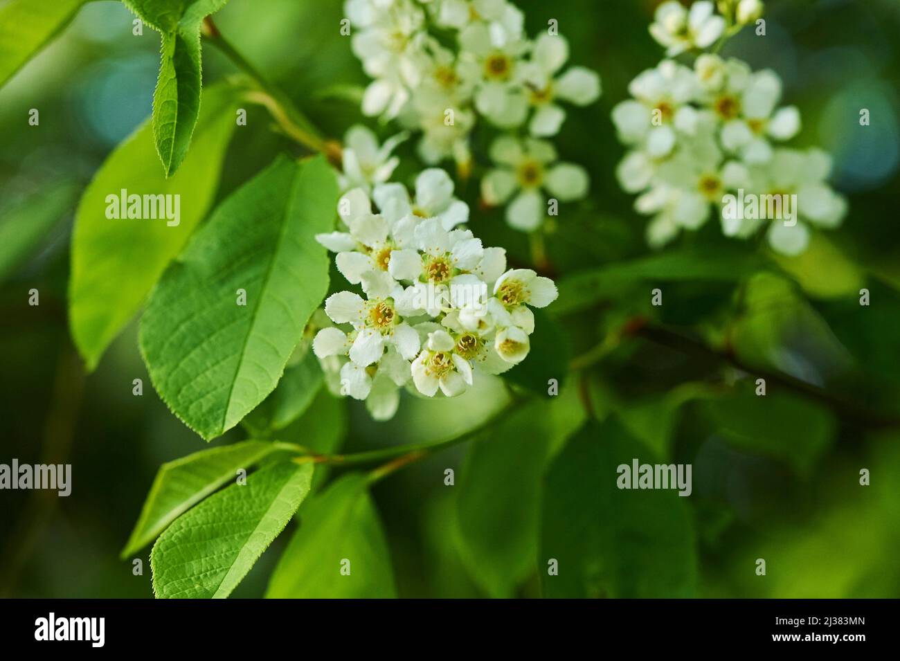 Bird cherry, hackberry, hagberry or Mayday tree (Prunus padus), blooming, Bavaria, Germany Stock Photo