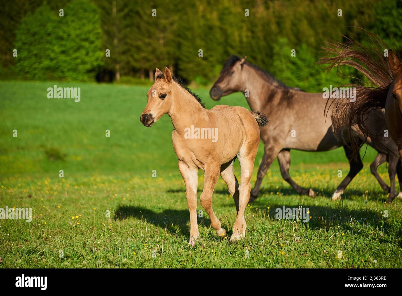 Foal quarter horse hi-res stock photography and images - Alamy