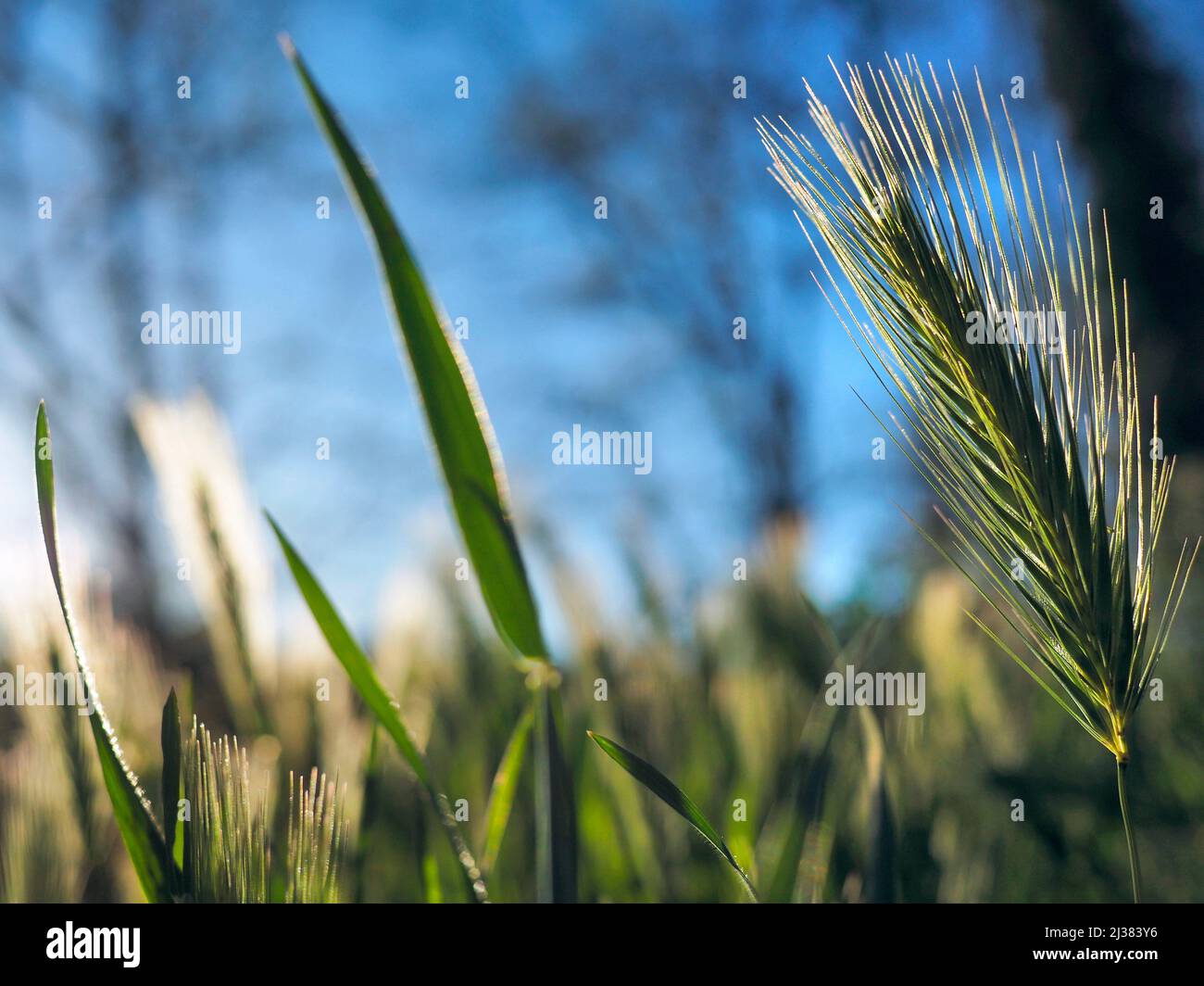 Backlit sprig. Springtime at Perafita village countryside. Lluçanès region, Barcelona province, Catalonia, Spain. Stock Photo