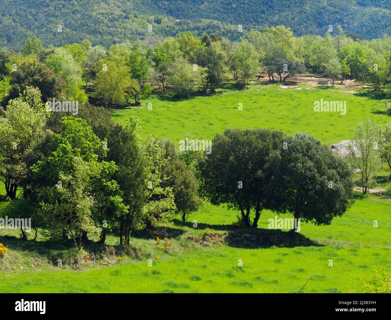 Pasture fields surrounded by Oak tree forest. Santa EulÃ lia village countryside. Lluçanès region, Barcelona province, Catalonia, Spain. Stock Photo