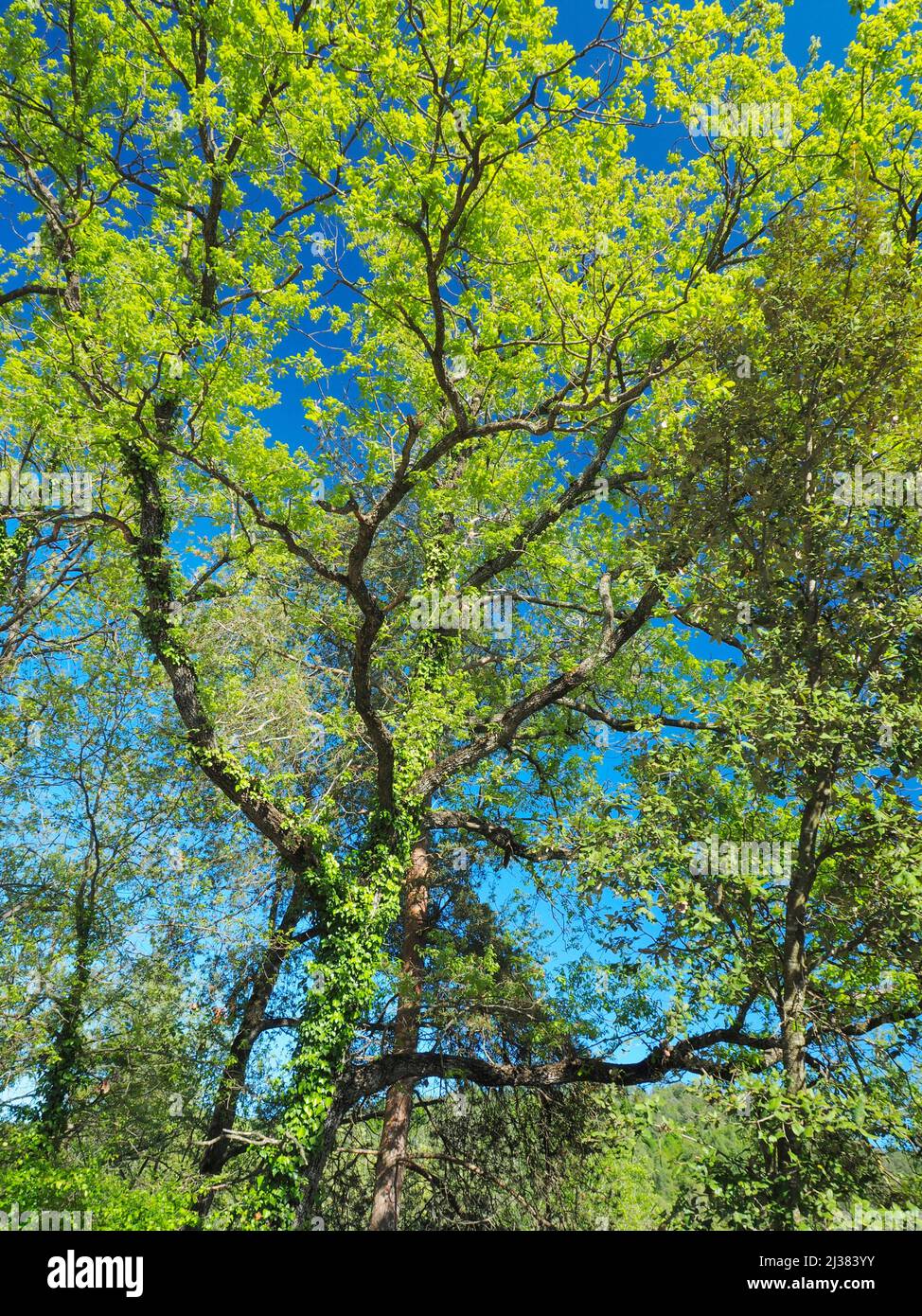 Oak trees (Quercus). Springtime at Perafita village countryside. Lluçanès region, Barcelona province, Catalonia, Spain. Stock Photo