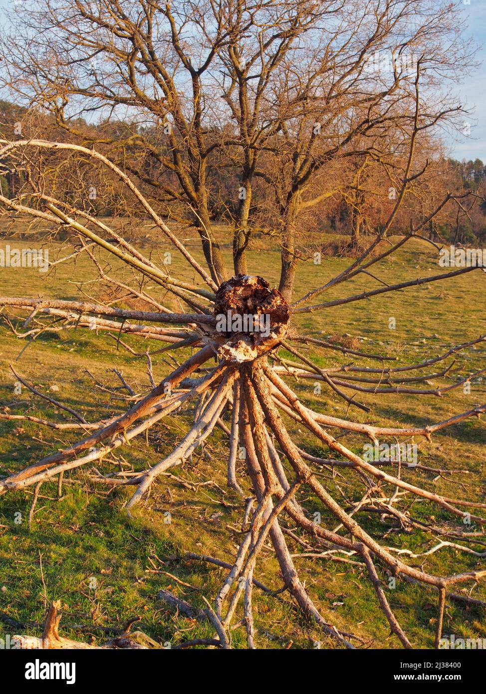 Dead Pine tree branches and winter Oak tree. Alpens village countryside. Lluçanès region, Barcelona province, Catalonia, Spain. Stock Photo